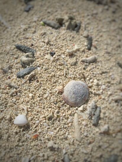 海岸貝殻