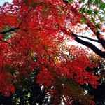日本の秋の彩りは世界一美しい、と思う。〜 Autumn Leaves