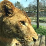 多摩動物園のサファリ形式のアフリカバス、3月31日でいったん終了。　また間近でライオンを見れるのは3年後らしい。